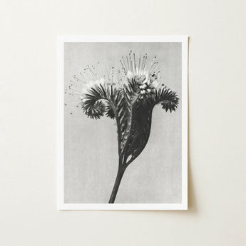 Phacelia Tanacetifolia (lacy Phacelia) - Karl Blossfeldt Art Print / Canvas Black-and-white Photographic Plant Delicate Spiky Blooms