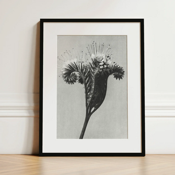 Phacelia Tanacetifolia (lacy Phacelia) - Karl Blossfeldt Art Print / Canvas Black-framed Art Print Detailed Black-and-white Botanical