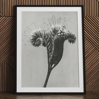 Phacelia Tanacetifolia (lacy Phacelia) - Karl Blossfeldt Art Print / Canvas Black-framed Black-and-white Botanical Print Detailed Spiky