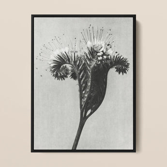 Phacelia Tanacetifolia (lacy Phacelia) - Karl Blossfeldt Art Print / Canvas Black-framed Black-and-white Photographic Print Detailed