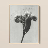 Phacelia Tanacetifolia (lacy Phacelia) - Karl Blossfeldt Art Print / Canvas Black-and-white Botanical Print Light Wood Frame Intricate