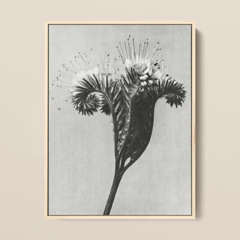 Phacelia Tanacetifolia (lacy Phacelia) - Karl Blossfeldt Art Print / Canvas Black-and-white Botanical Print Light Wood Frame Intricate
