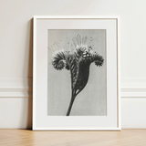 Phacelia Tanacetifolia (lacy Phacelia) - Karl Blossfeldt Art Print / Canvas Black-and-white Botanical Print Minimalist White Frame