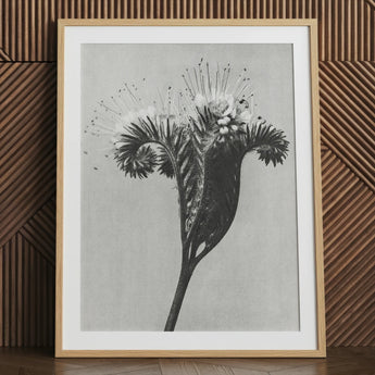 Phacelia Tanacetifolia (lacy Phacelia) - Karl Blossfeldt Art Print / Canvas Black-and-white Botanical Photograph Spiky Intricate Flower