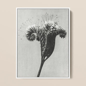 Phacelia Tanacetifolia (lacy Phacelia) - Karl Blossfeldt Art Print / Canvas Black-and-white Photographic Print Detailed Botanical Subject