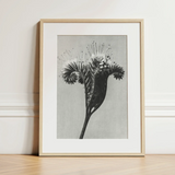 Phacelia Tanacetifolia (lacy Phacelia) - Karl Blossfeldt Art Print / Canvas Minimalist Black-and-white Botanical Print Light Wood Frame