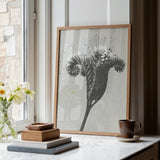 Phacelia Tanacetifolia (lacy Phacelia) - Karl Blossfeldt Art Print / Canvas Minimalist Wooden-framed Black-and-white Botanical Print
