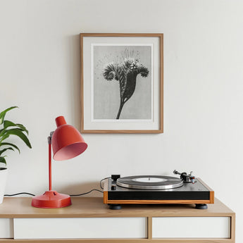 Phacelia Tanacetifolia (lacy Phacelia) - Karl Blossfeldt Art Print, Turntable Red Desk Lamp Framed Botanical Print Wooden