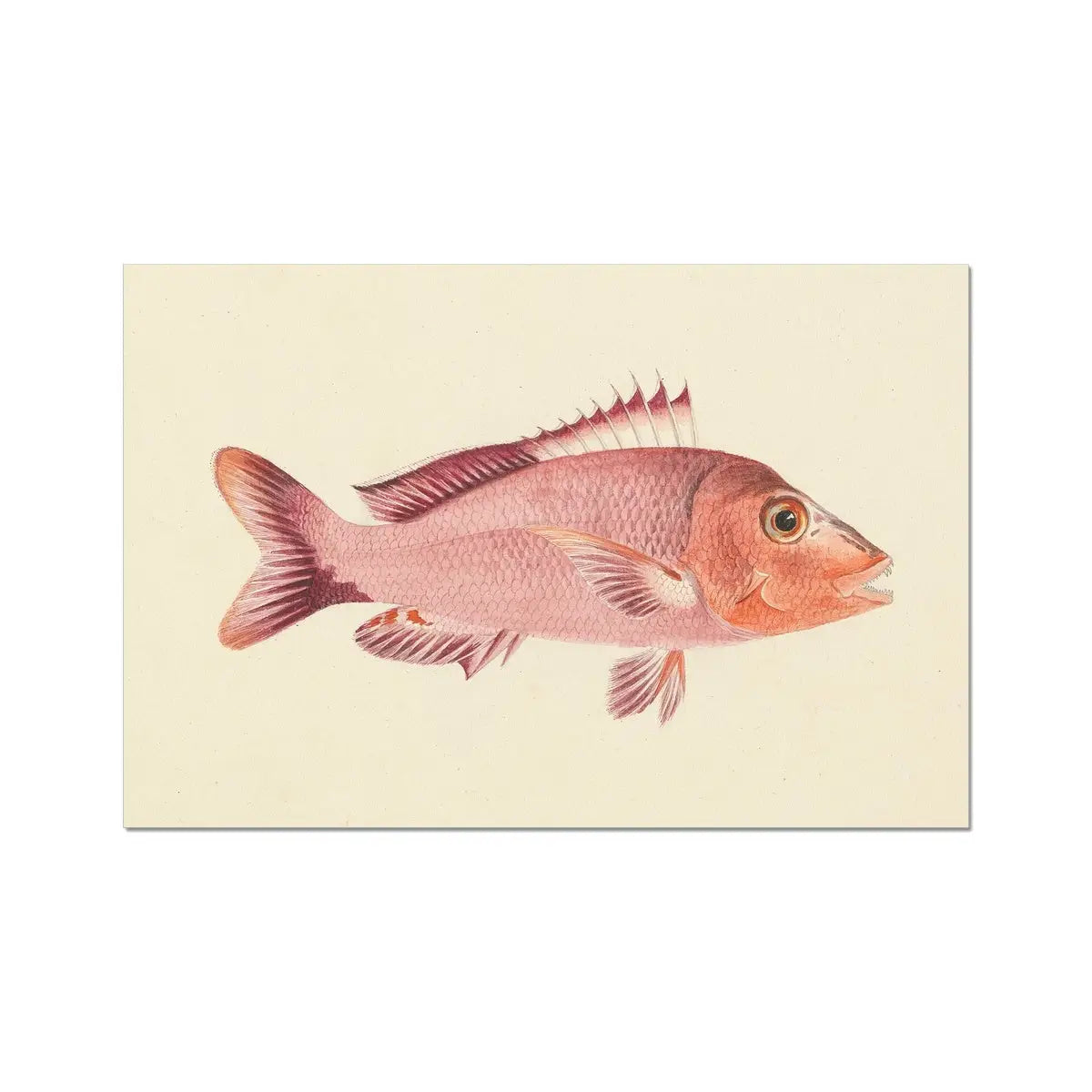 Red Snapper - Luigi Balugani Sea Life Art Print 24’’x16’’ Posters Prints & Visual Artwork