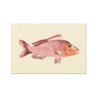 Red Snapper - Luigi Balugani Sea Life Art Print 24’’x16’’ Posters Prints & Visual Artwork