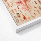 Framed Artwork Detailed Pink-toned Illustration Insects Arthropods Arranged Pink Mama Moth, Revolutionizes, Xenoentomological Art