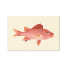 Caribbean Red Snapper - Luigi Balugani Sea Life Art Print 24’’x16’’ Posters Prints & Visual Artwork