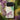 Pink Yellow & Green Butterflies - Kamisaka Sekka Phone Case Sekka’s, Transforms, Iphone