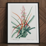 Redoute succulent art print in black frame