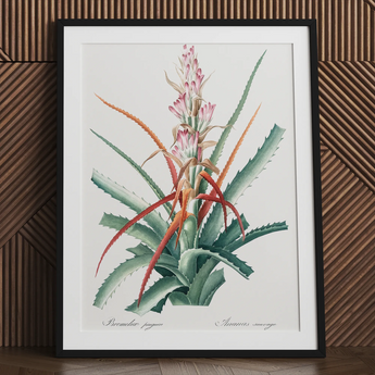 Redoute succulent art print in black frame