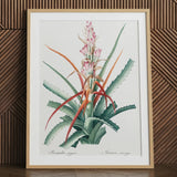 Redoute floral succulent art print in natural frame