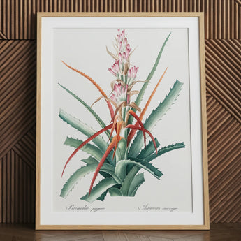 Redoute floral succulent art print in natural frame