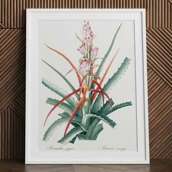 Redouté floral succulent art print in white frame