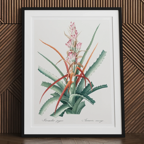 Piñuela - Pierre-joseph Redouté Floral Succulent Art Print