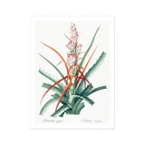 Piñuela - Pierre-joseph Redouté Floral Succulent Art Print, Botanical Illustration Bromeliad Plant Pink Flowers Spiky Green