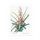 Piñuela - Pierre-joseph Redouté Floral Succulent Art Print