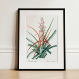 Piñuela - Pierre-joseph Redouté Floral Succulent Art Print / Canvas, 12x16’’ / 31x41cm / Black Frame / Matboard, Posters Prints & Visual