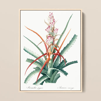 Piñuela - Pierre-joseph Redouté Floral Succulent Art Print / Canvas, 12x16’’ / 31x41cm / Natural Frame, Posters Prints & Visual Artwork,