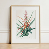 Piñuela - Pierre-joseph Redouté Floral Succulent Art Print / Canvas, 12x16’’ / 31x41cm / Natural Frame / Matboard, Posters Prints &