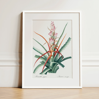 Piñuela - Pierre-joseph Redouté Floral Succulent Art Print / Canvas, 12x16’’ / 31x41cm / White Frame / Matboard, Posters Prints & Visual