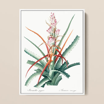 Piñuela - Pierre-joseph Redouté Floral Succulent Art Print / Canvas, 12x16’’ / 31x41cm / White Frame, Posters Prints & Visual Artwork,