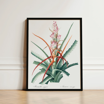 Piñuela - Pierre-joseph Redouté Floral Succulent Art Print / Canvas Framed Botanical Illustration Detailed Depiction Aloe Plant Green