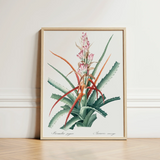 Piñuela - Pierre-joseph Redouté Floral Succulent Art Print / Canvas Framed Botanical Illustration Green Red Plant Spiky Leaves Redouté,