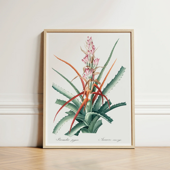Piñuela - Pierre-joseph Redouté Floral Succulent Art Print / Canvas Framed Botanical Illustration Bromeliad Plant Green Leaves