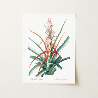 Piñuela - Pierre-joseph Redouté Floral Succulent Art Print / Canvas Botanical Illustration Vibrant Bromeliad Green Spiky Leaves Redouté,