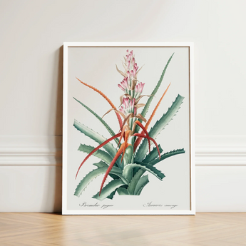 Piñuela - Pierre-joseph Redouté Floral Succulent Art Print / Canvas Framed Botanical Illustration Plant Green Spiky Leaves Pinkish-red