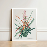 Piñuela - Pierre-joseph Redouté Floral Succulent Art Print / Canvas Framed Botanical Illustration Vibrant Bromeliad Plant Green Leaves