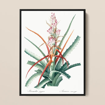 Piñuela - Pierre-joseph Redouté Floral Succulent Art Print / Canvas Botanical Illustration Print Black Frame Aloe Plant Green