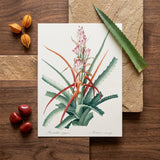 Piñuela - Pierre-joseph Redouté Floral Succulent Art Print / Canvas Botanical Illustration Print Detailed Depiction Aloe Plant Green