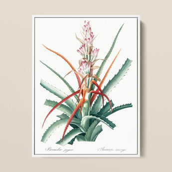 Piñuela - Pierre-joseph Redouté Floral Succulent Art Print / Canvas Botanical Illustration Print Vibrant Bromeliad Green Spiky Leaves