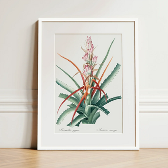 Piñuela - Pierre-joseph Redouté Floral Succulent Art Print / Canvas Framed Botanical Illustration Bromeliad Plant Green Leaves
