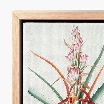 Piñuela - Pierre-joseph Redouté Floral Succulent Art Print / Canvas Framed Botanical Illustration Detailed Watercolor-style Depiction