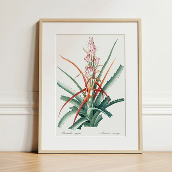Piñuela - Pierre-joseph Redouté Floral Succulent Art Print / Canvas Framed Botanical Illustration Green Red Spiky Plant Pink