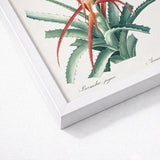 Piñuela - Pierre-joseph Redouté Floral Succulent Art Print / Canvas Framed Botanical Illustration Green Spiky Plant Vibrant Red-orange