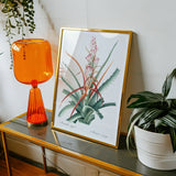 Piñuela - Pierre-joseph Redouté Floral Succulent Art Print / Canvas Framed Botanical Watercolor Painting Plant Long Leaves Pierre-joseph