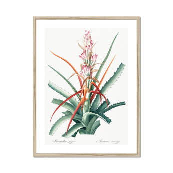 Piñuela - Pierre-joseph Redouté Floral Succulent Art Print, Framed Botanical Print