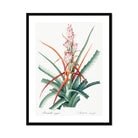 Piñuela - Pierre-joseph Redouté Floral Succulent Art Print