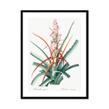 Piñuela - Pierre-joseph Redouté Floral Succulent Art Print, Framed Botanical Print