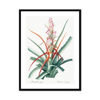 Piñuela - Pierre-joseph Redouté Floral Succulent Art Print, Framed Botanical Print