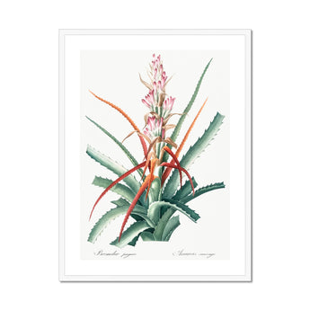Piñuela - Pierre-joseph Redouté Floral Succulent Art Print, Framed Botanical Print