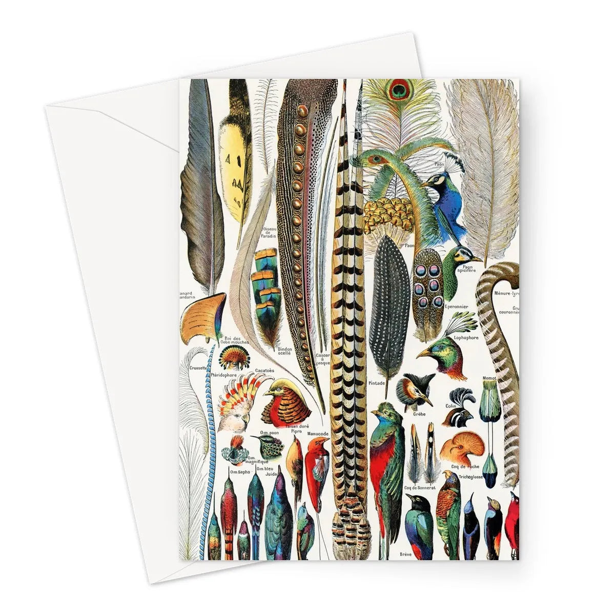 Plumes - Feathers By Adolphe Millot Greeting Card - A5 Portrait / 1 Card - Notebooks & Notepads - Aesthetic Art